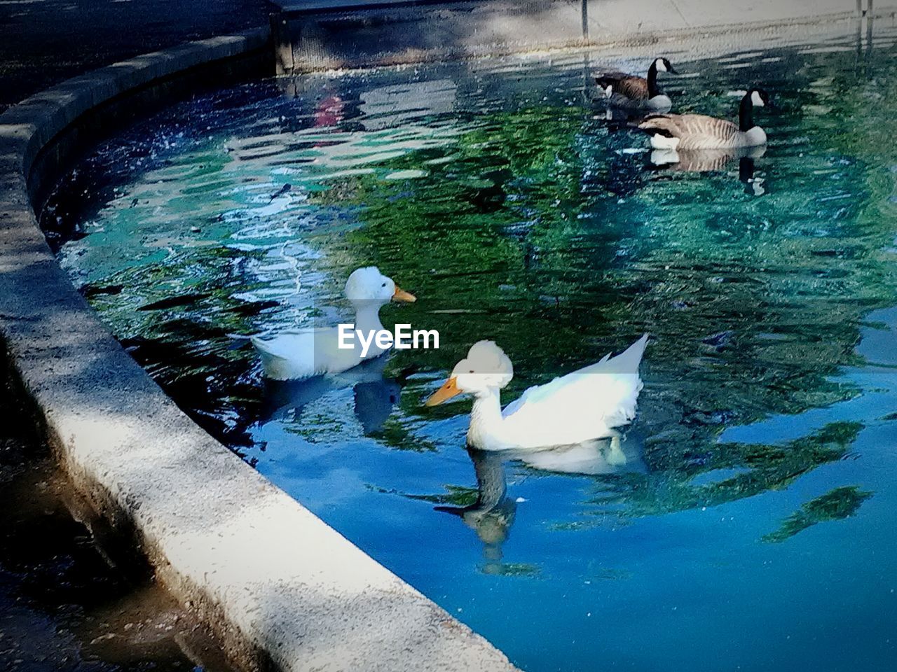 HIGH ANGLE VIEW OF SWAN SWIMMING IN LAKE