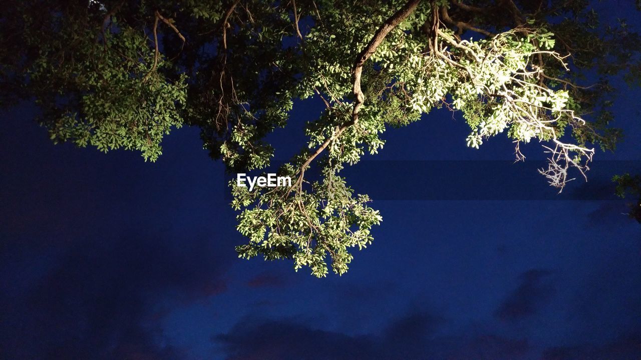 CLOSE-UP OF TREE AGAINST BLUE SKY