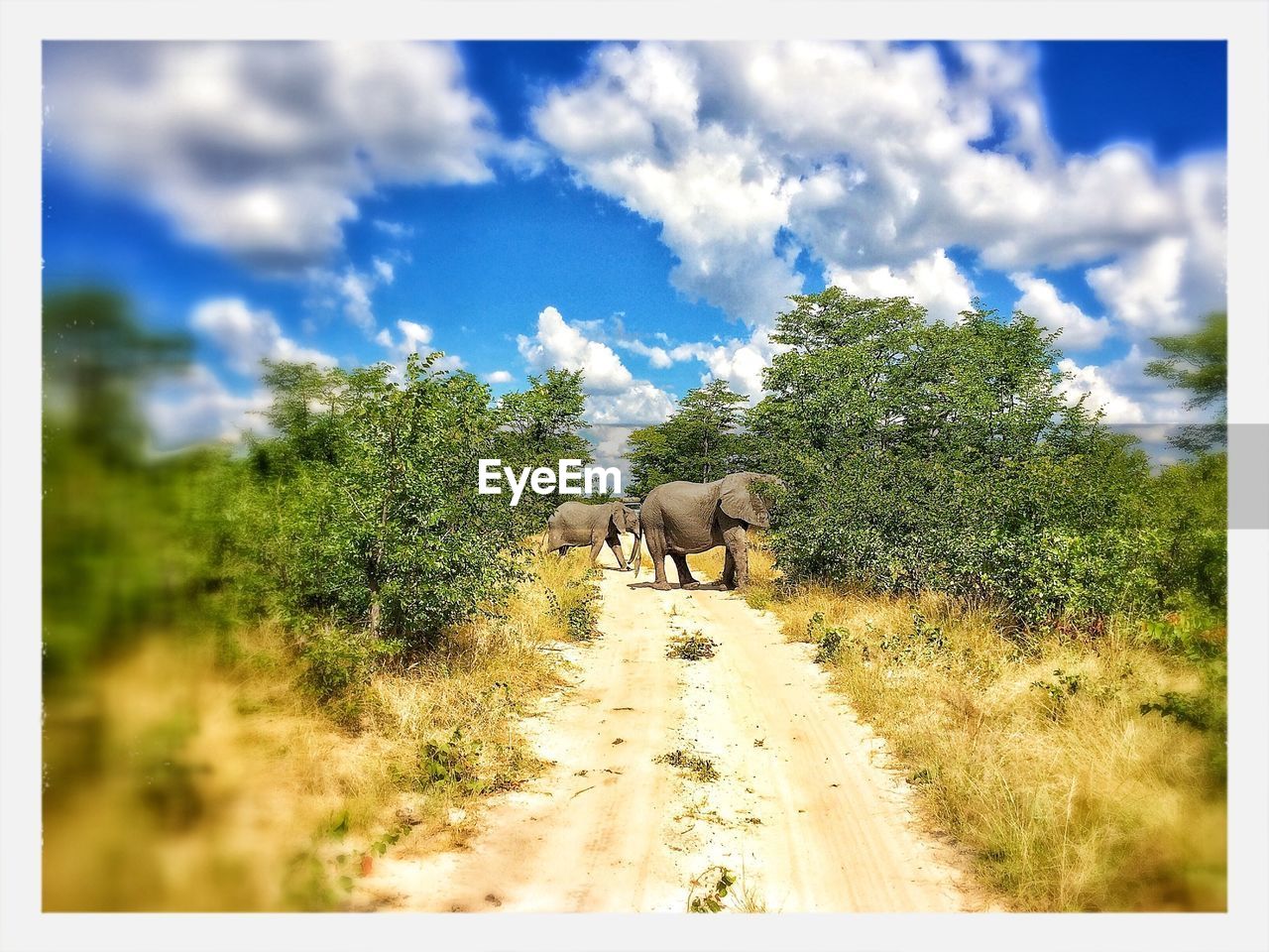 Two elephants crossing dirt road in forest