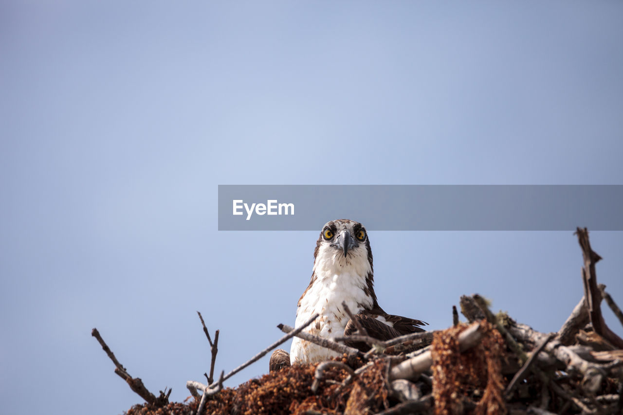 Osprey bird of prey pandion haliaetus in a nest at barefoot beach in bonita springs, florida