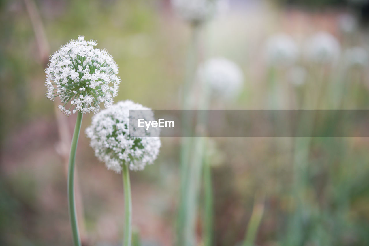 Allium shallot onion garlic chives scallion leek flower growing in field garden