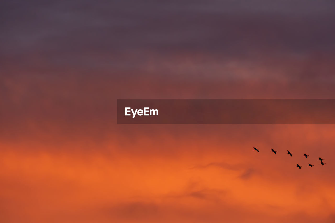 Low angle view of birds flying against orange sky