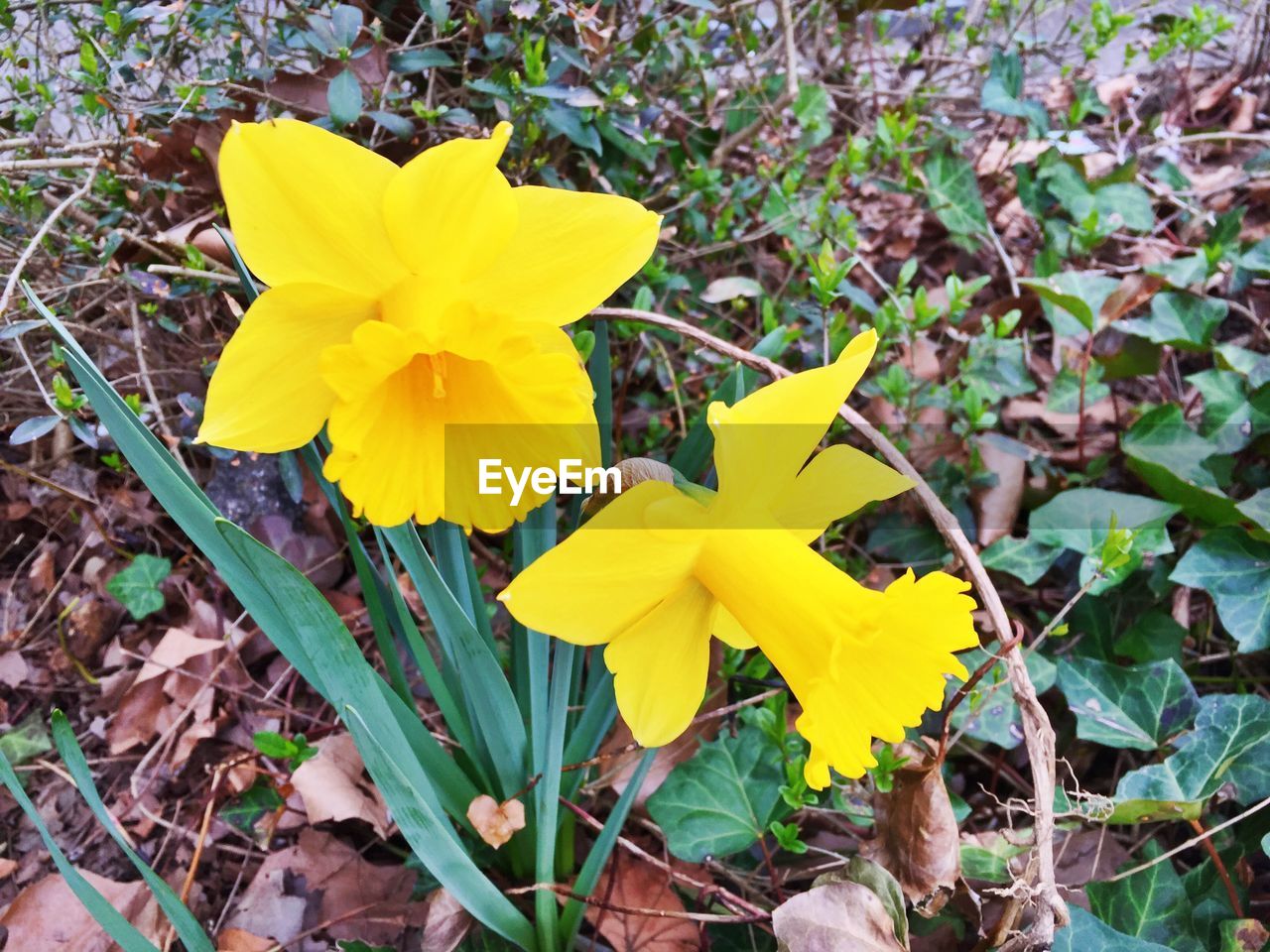 HIGH ANGLE VIEW OF YELLOW FLOWERING PLANTS