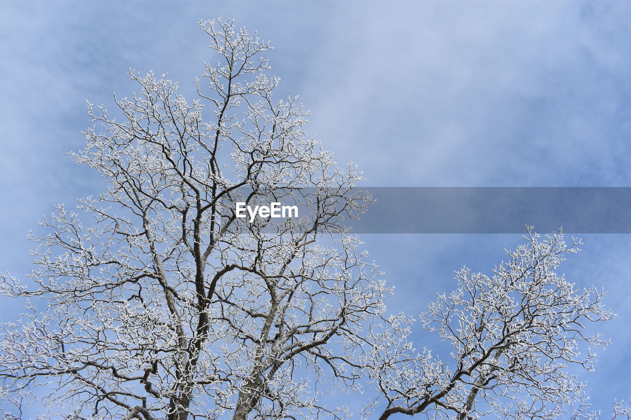 Low angle view of cherry tree against sky