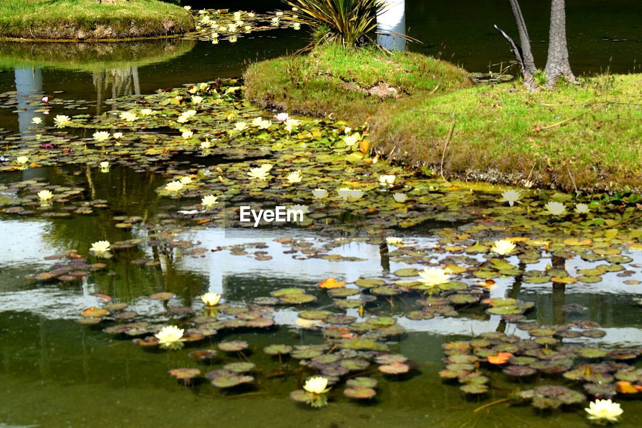 WATER LILY IN LAKE