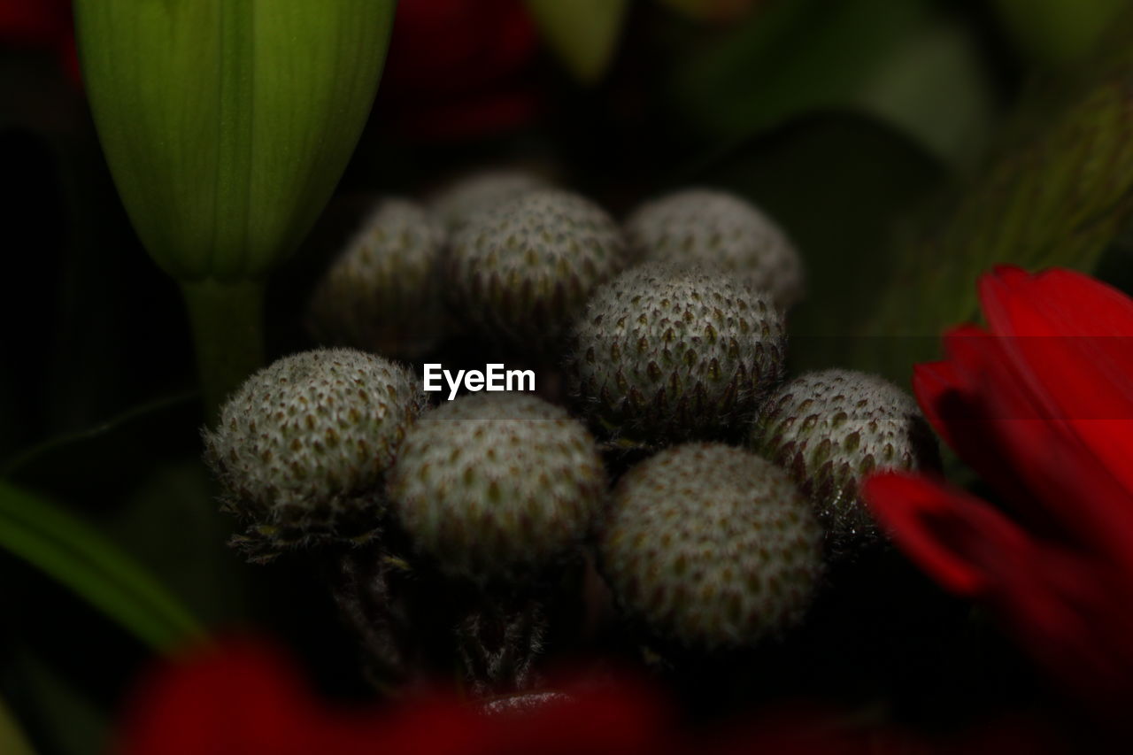 CLOSE-UP OF FLOWERS AND PLANTS