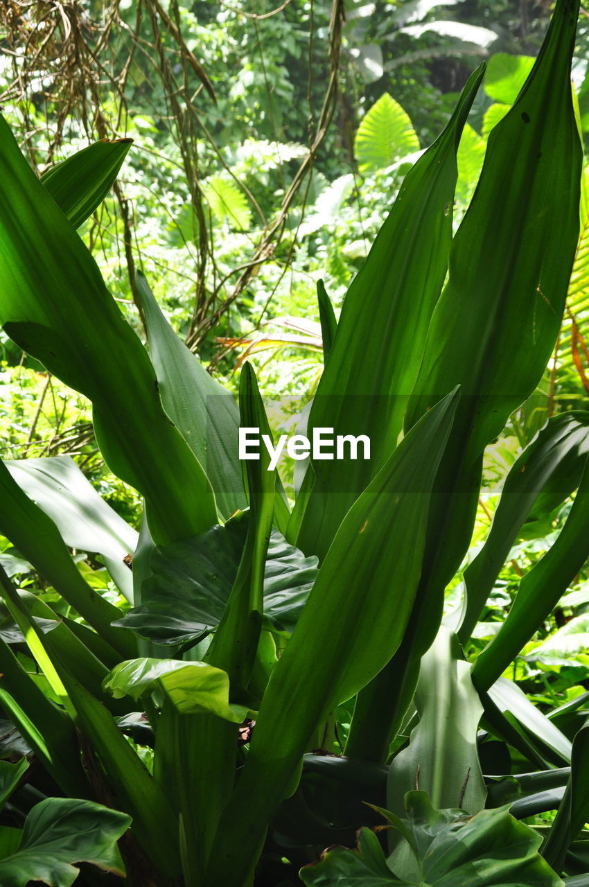 plant, leaf, plant part, green, growth, nature, tree, food, food and drink, no people, jungle, beauty in nature, land, agriculture, freshness, flower, environment, tropics, outdoors, vegetable, rainforest, close-up, sunlight, banana leaf, banana tree, day, healthy eating, forest, field, crop, landscape, banana