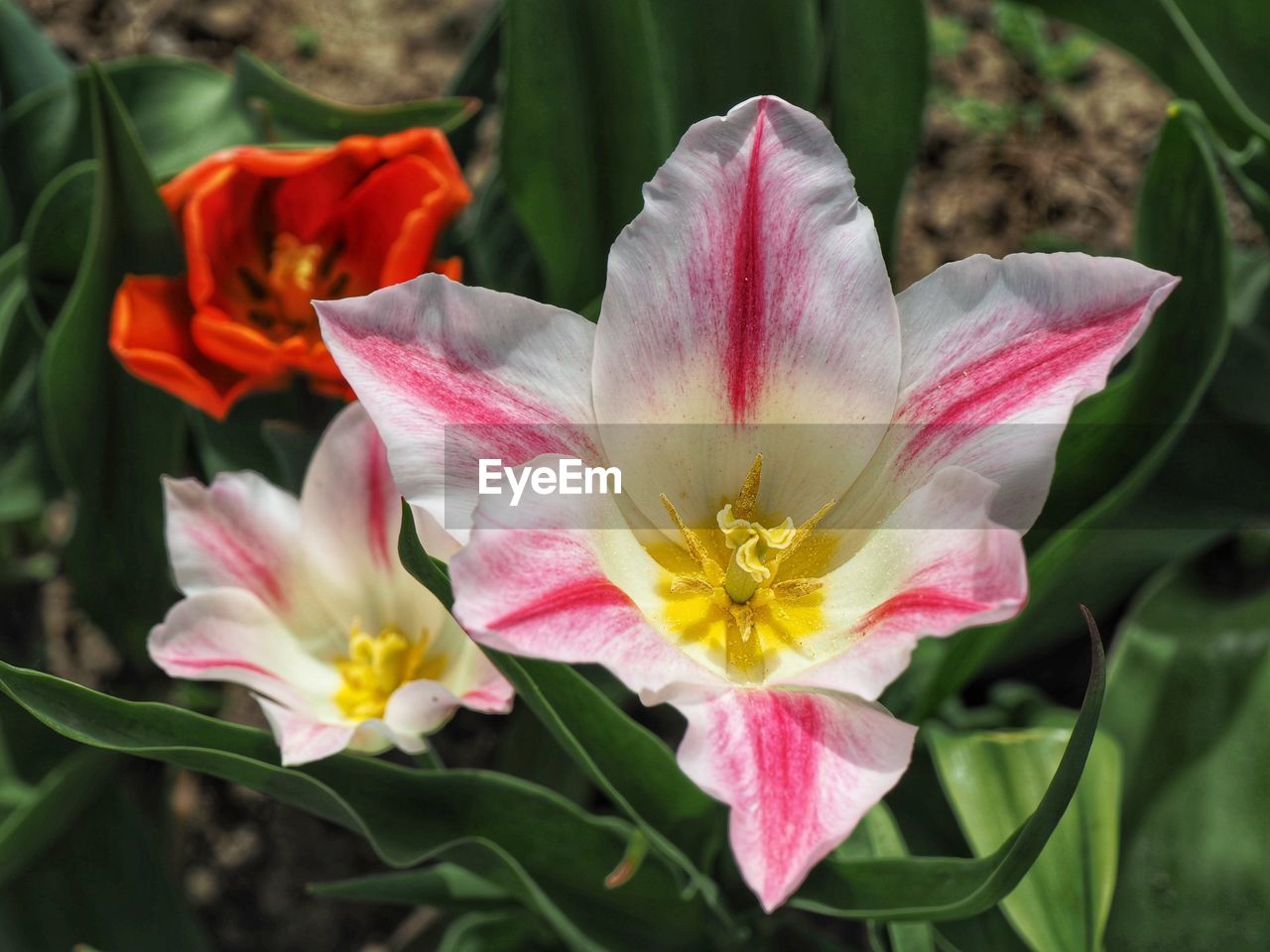 Close-up of pink flower