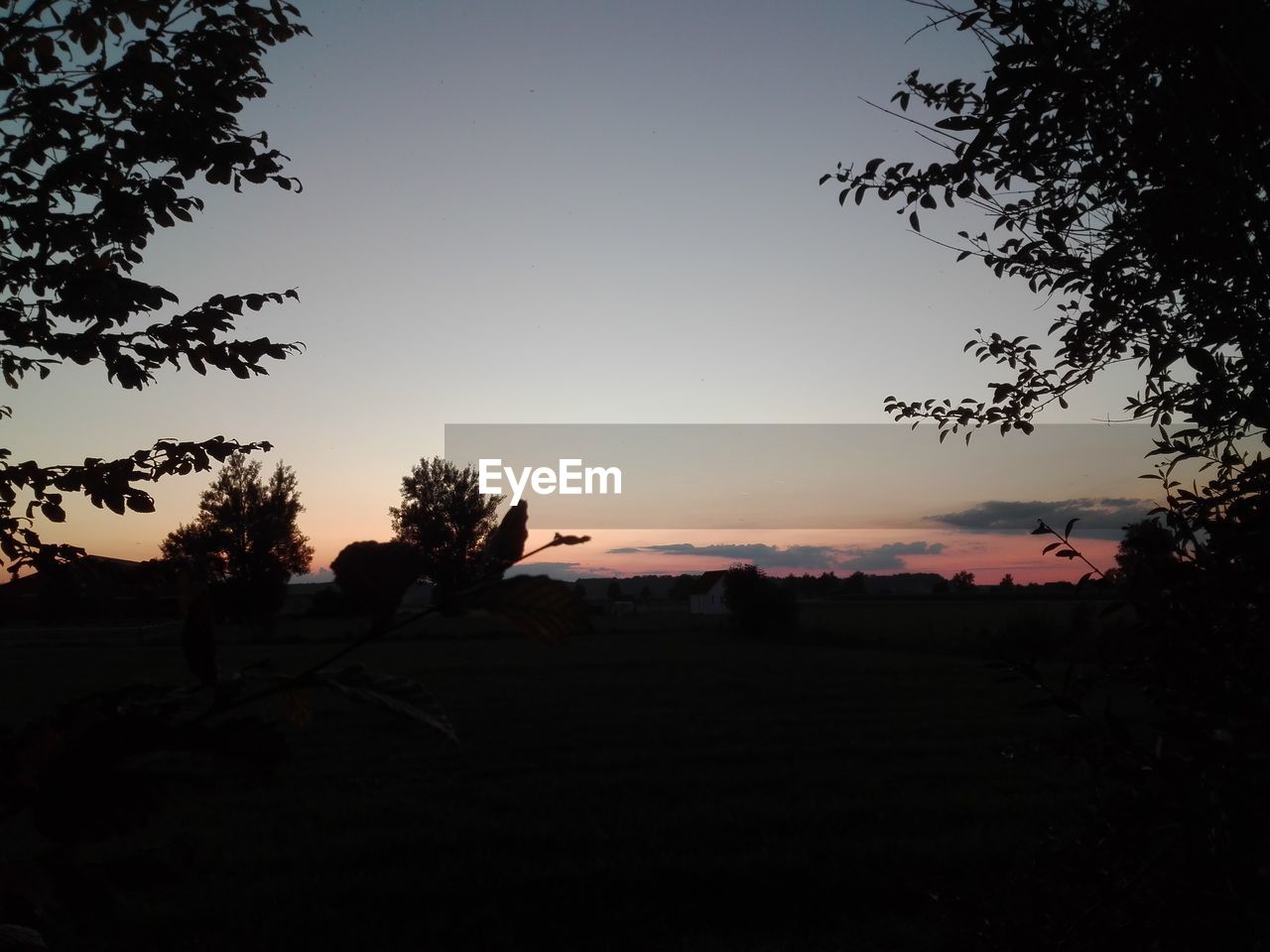 SILHOUETTE TREES ON FIELD AGAINST CLEAR SKY AT SUNSET