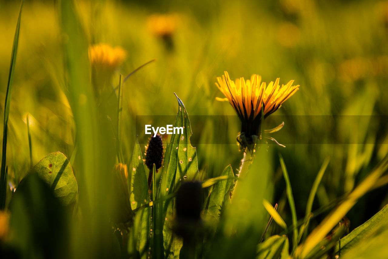 Close-up of yellow flowering plant on field