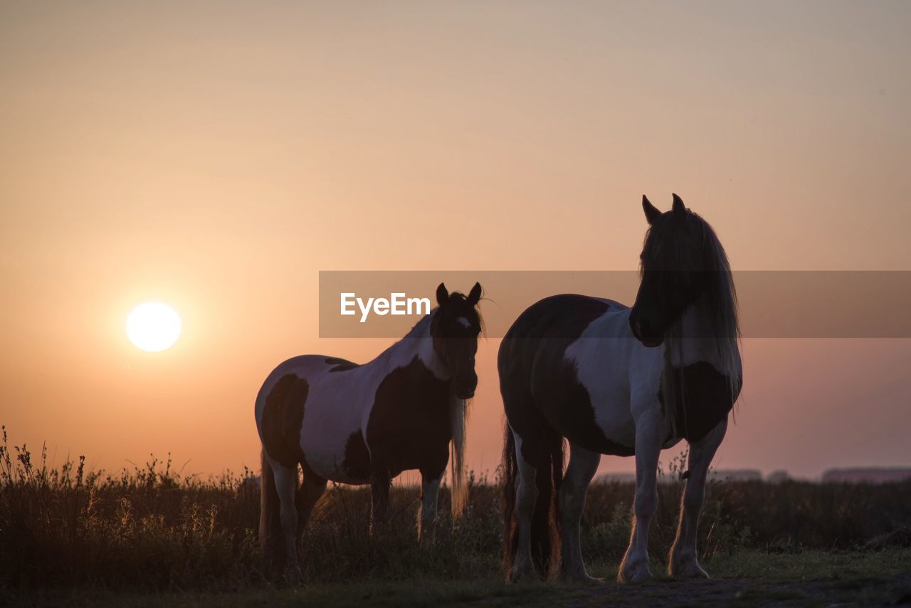 HORSES IN THE FIELD