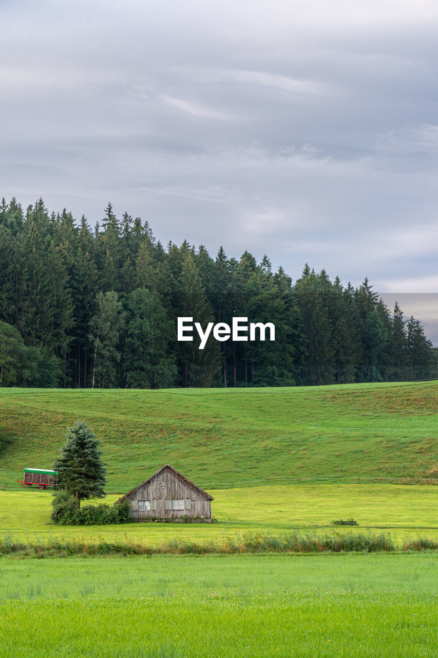 SCENIC VIEW OF TREES ON FIELD