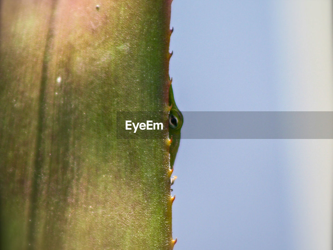 CLOSE-UP OF TREE TRUNK