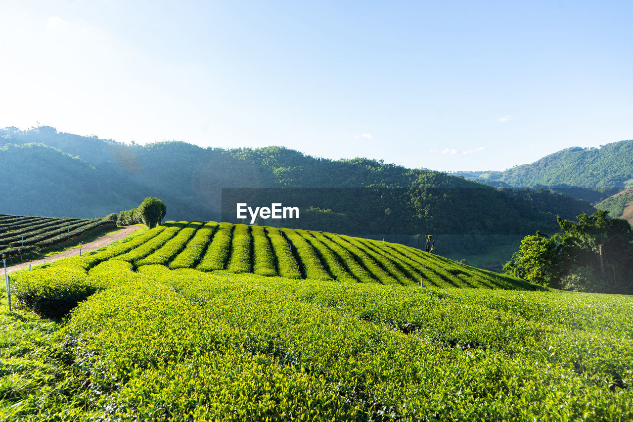 PLANTS GROWING ON FIELD AGAINST SKY