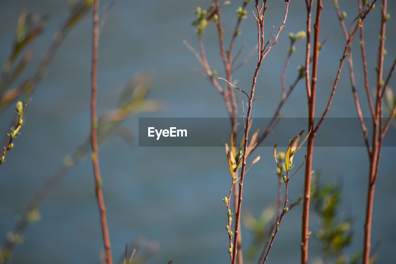 Close-up of plants against blurred background