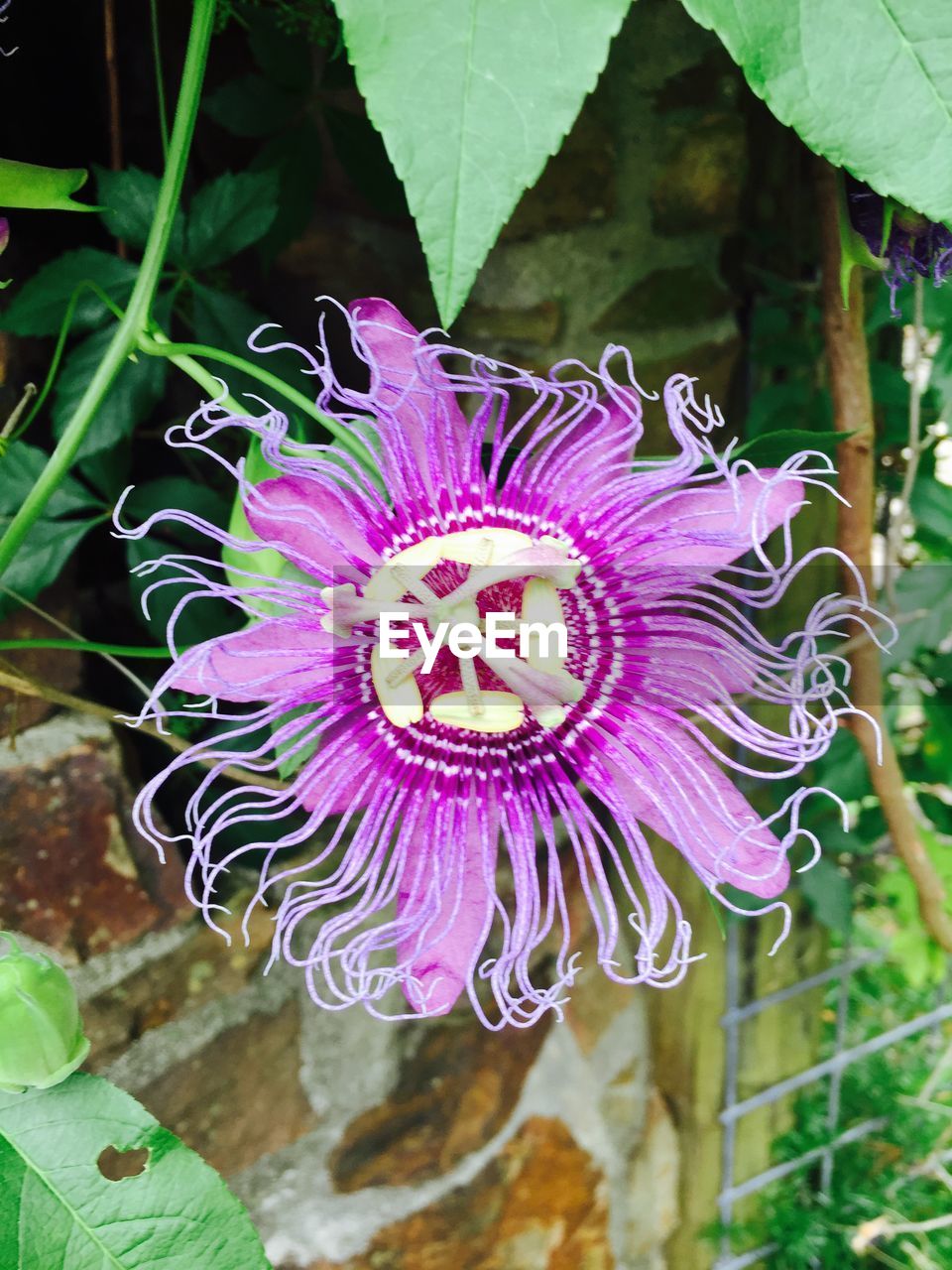 Exotic purple flower