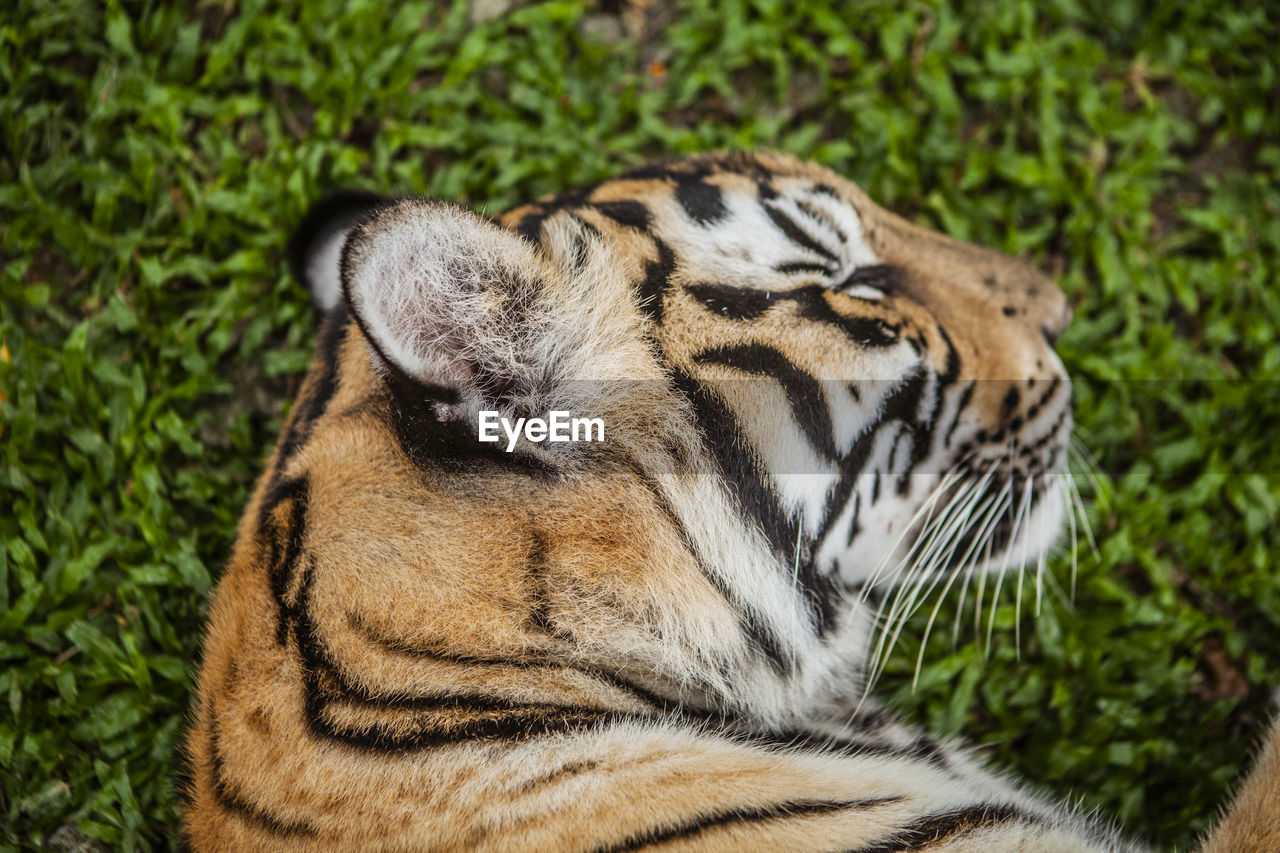 CLOSE-UP OF A RELAXED CAT