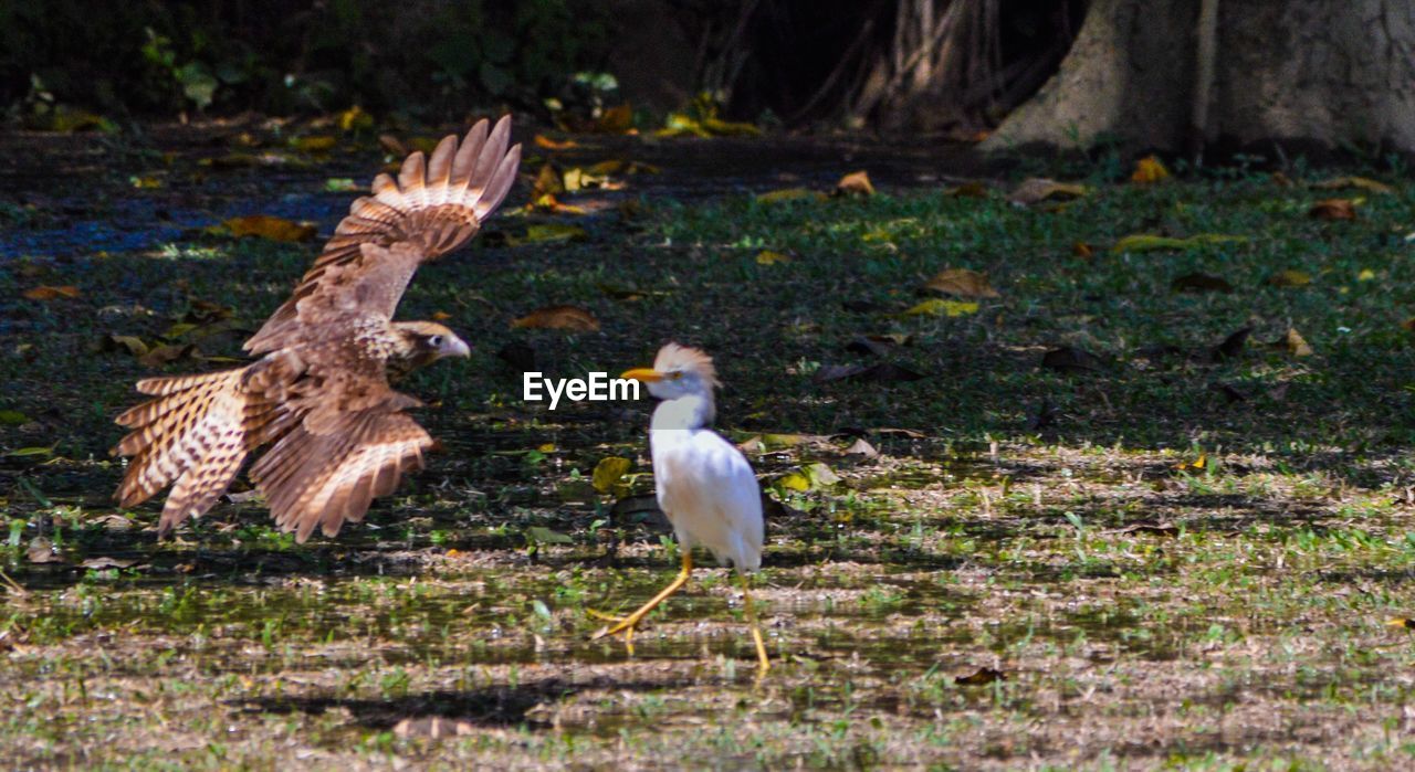 CLOSE-UP OF BIRD IN GRASS