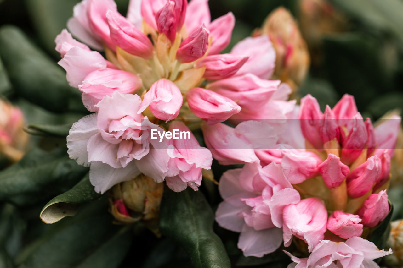 flower, flowering plant, plant, pink, beauty in nature, freshness, nature, close-up, petal, flower head, fragility, inflorescence, blossom, no people, plant part, springtime, leaf, outdoors, growth, shrub, focus on foreground, magenta, flower arrangement, bunch of flowers, botany, bouquet, floristry, multi colored