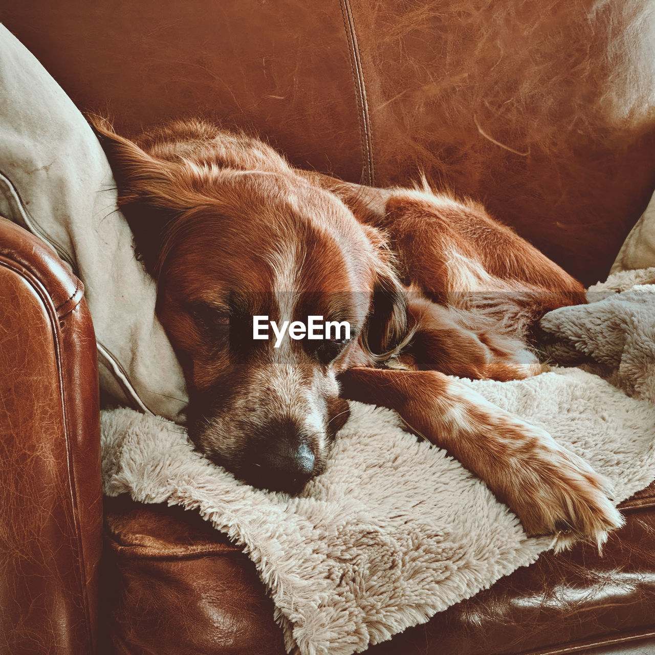 one animal, mammal, pet, domestic animals, animal themes, animal, dog, canine, brown, relaxation, indoors, resting, no people, furniture, puppy, carnivore, sleeping, lying down, sofa, comfortable, home interior, eyes closed