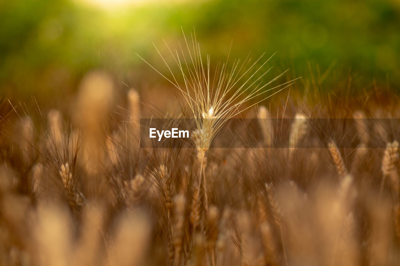 CLOSE-UP OF WHEAT FIELD