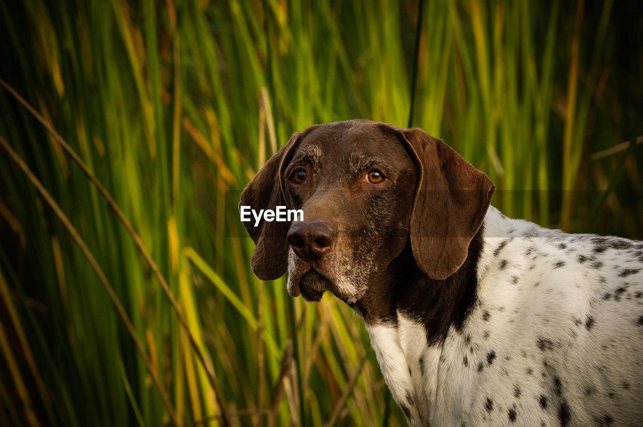 Close-up of dog outdoors