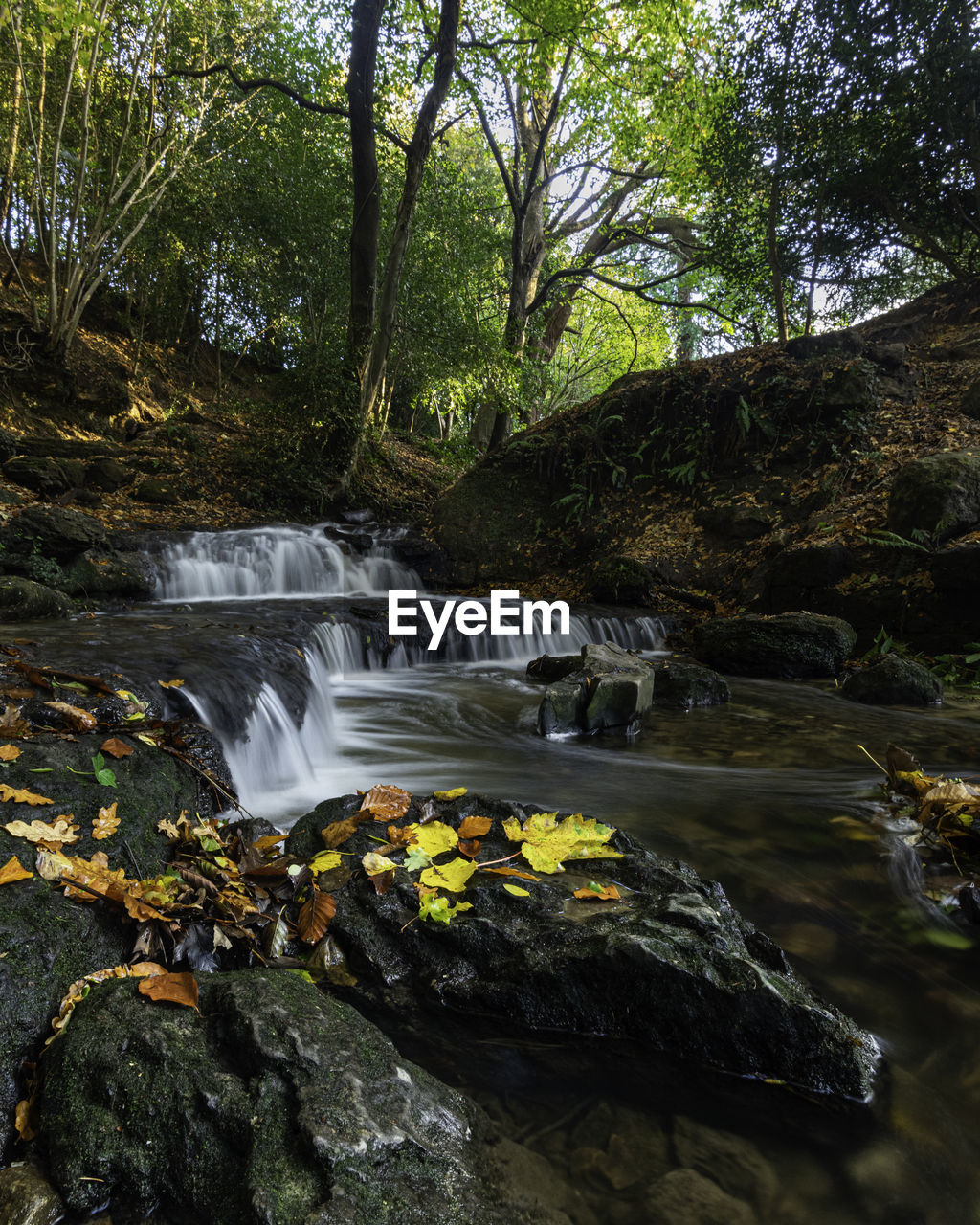 Scenic view of small waterfall in forest during autumn