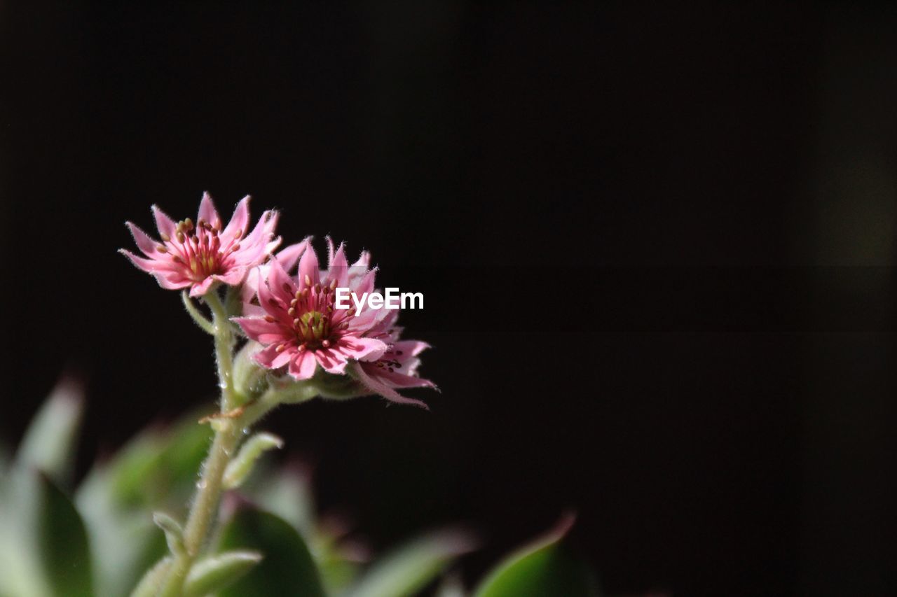 Close-up of pink flowers