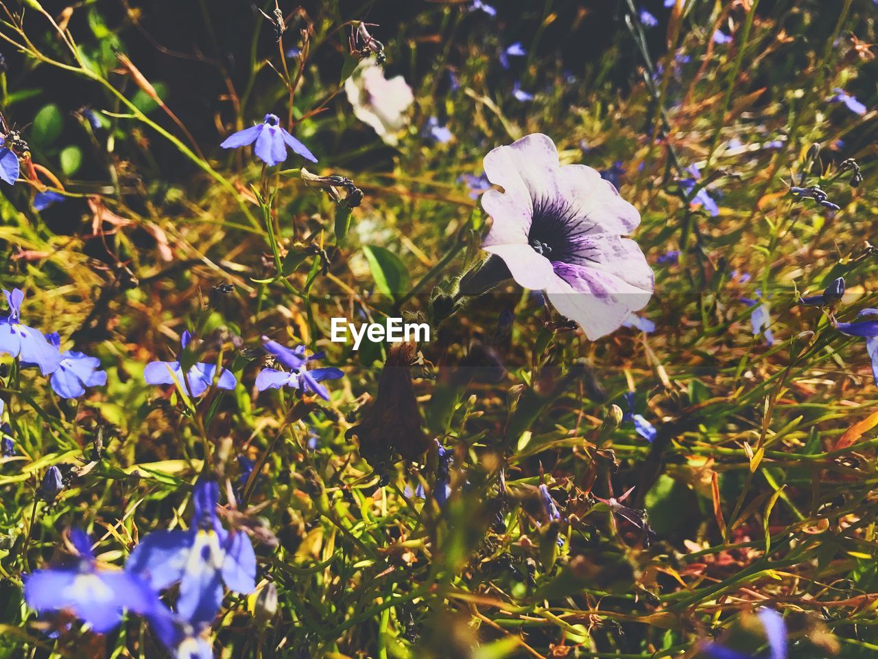 Close-up of purple flowers blooming outdoors