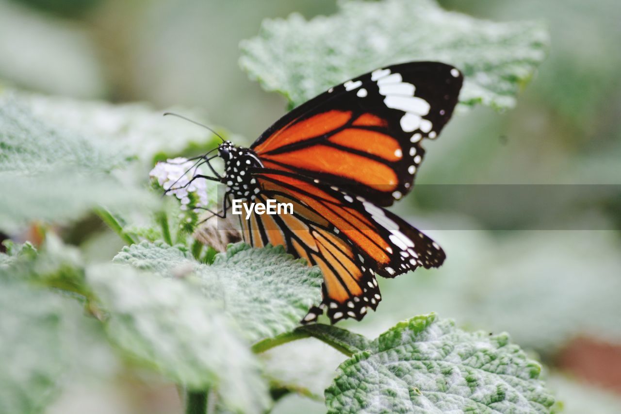 CLOSE-UP OF BUTTERFLY ON LEAF