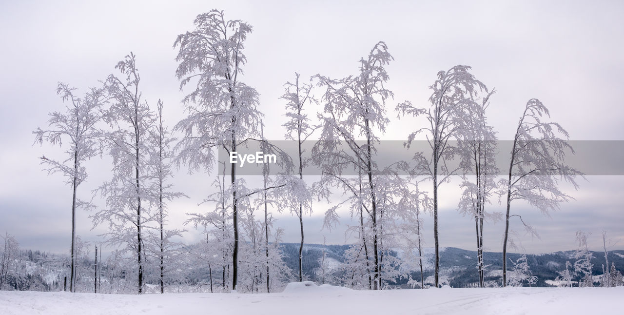 Trees on snow covered field against sky