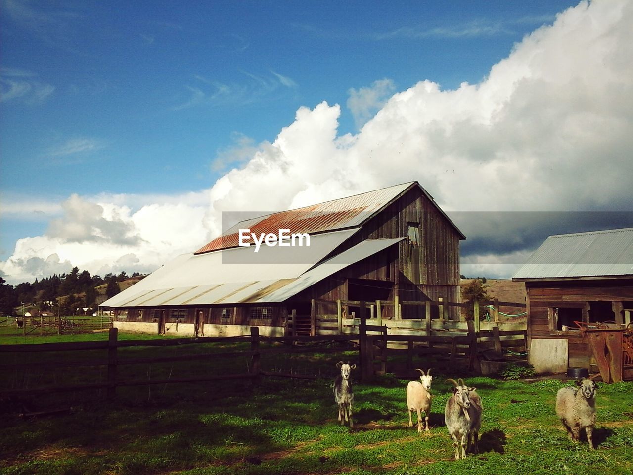 Sheep by barn on field against sky