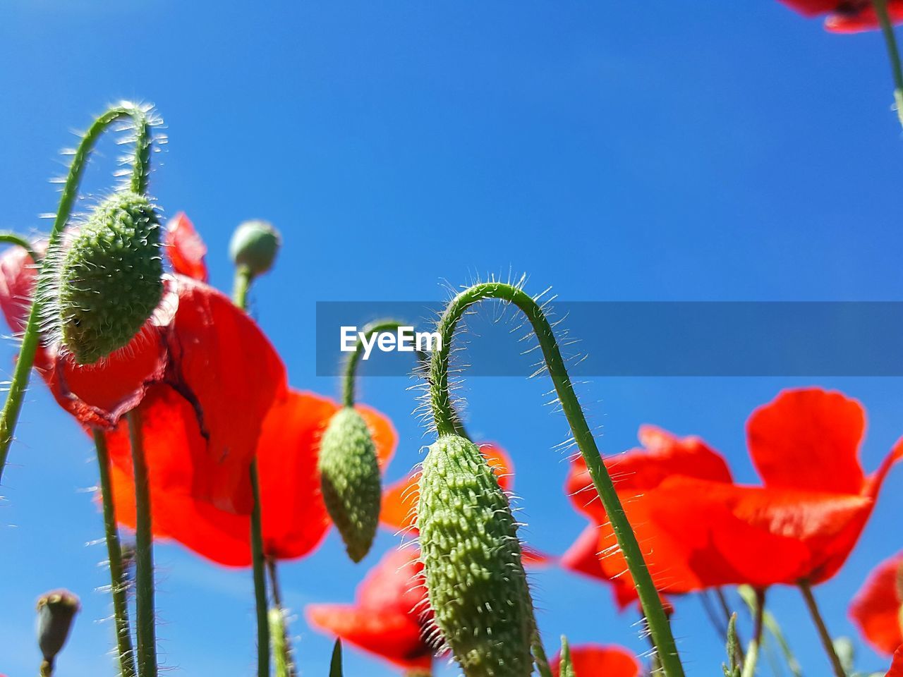 LOW ANGLE VIEW OF PRICKLY PEAR CACTUS AGAINST SKY