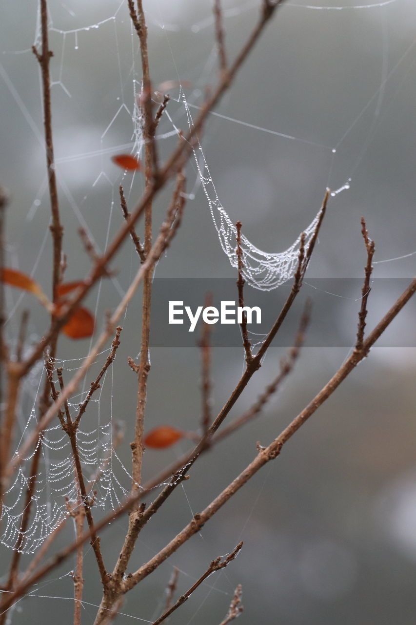 twig, branch, close-up, fragility, nature, focus on foreground, winter, no people, leaf, plant, macro photography, spider web, frost, freezing, tree, beauty in nature, outdoors, day, selective focus, tranquility, moisture, dew