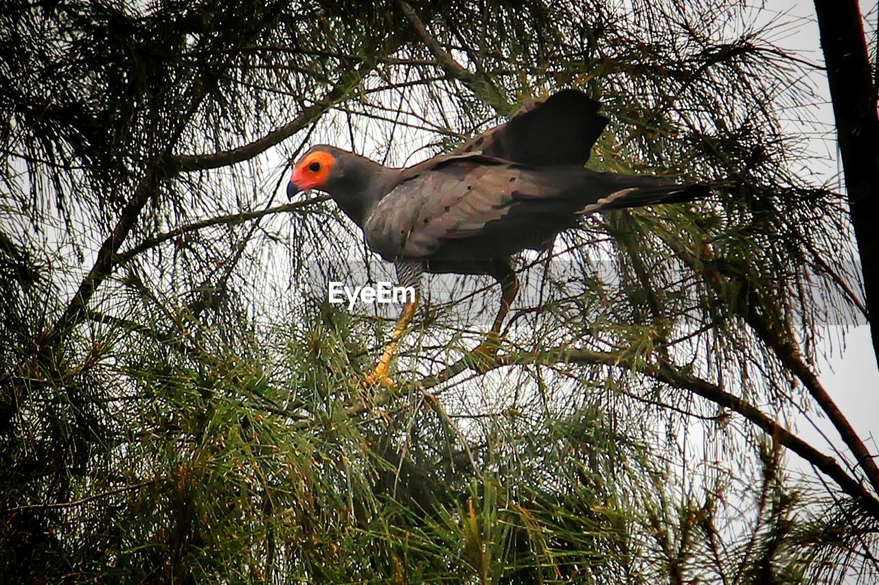 LOW ANGLE VIEW OF BIRDS PERCHING ON TREE