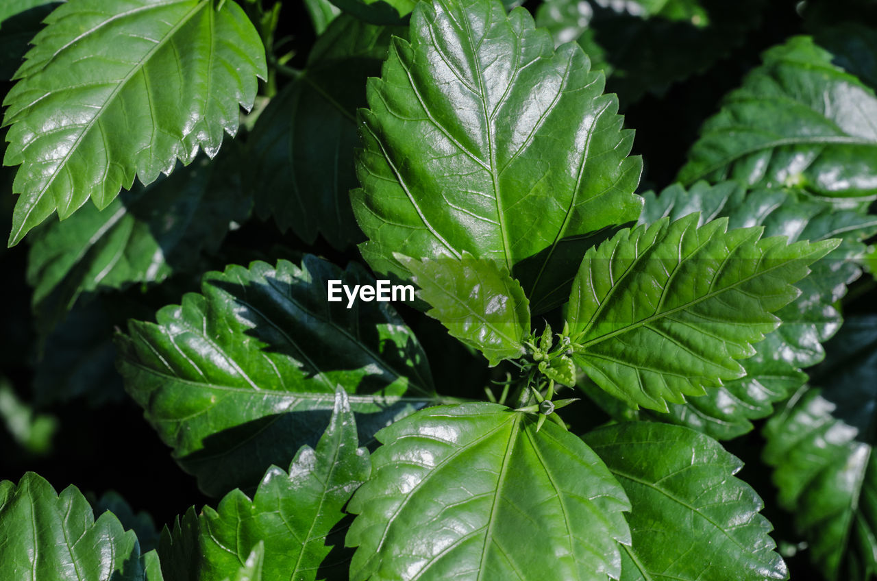 FULL FRAME SHOT OF PLANT LEAVES