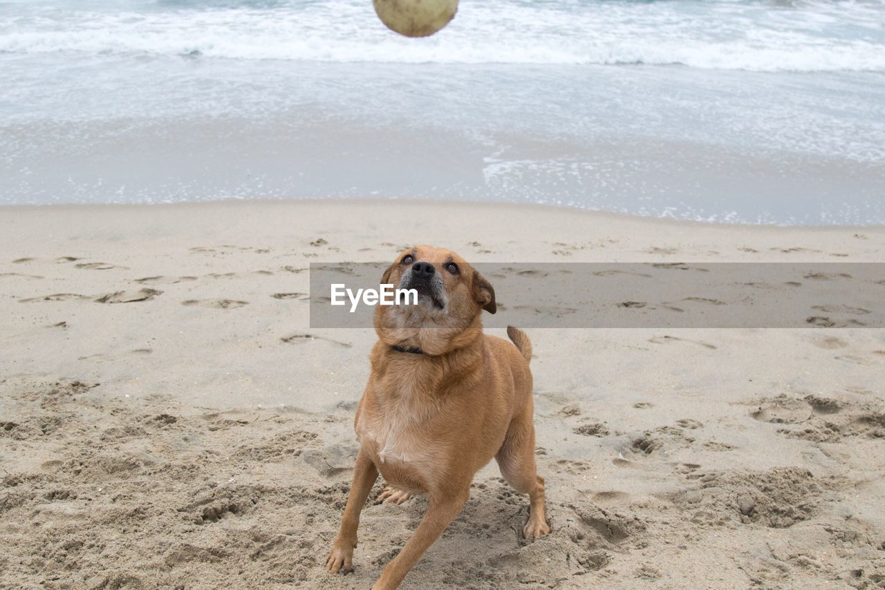 DOG AT BEACH