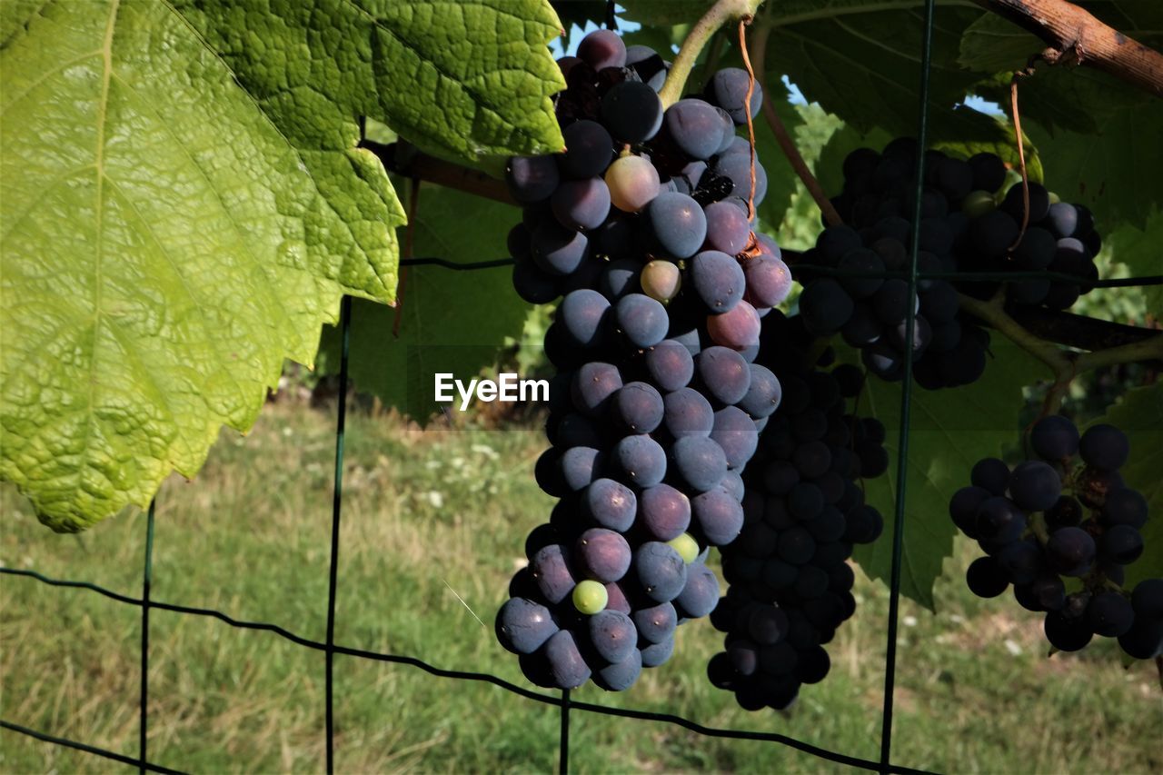 Close-up of grapes growing in vineyard