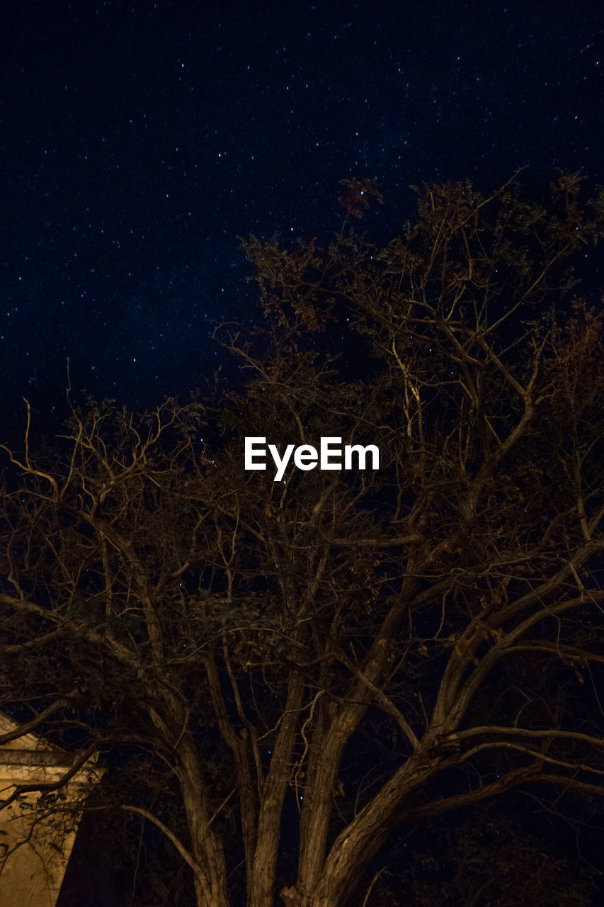 LOW ANGLE VIEW OF BARE TREE AGAINST STAR FIELD