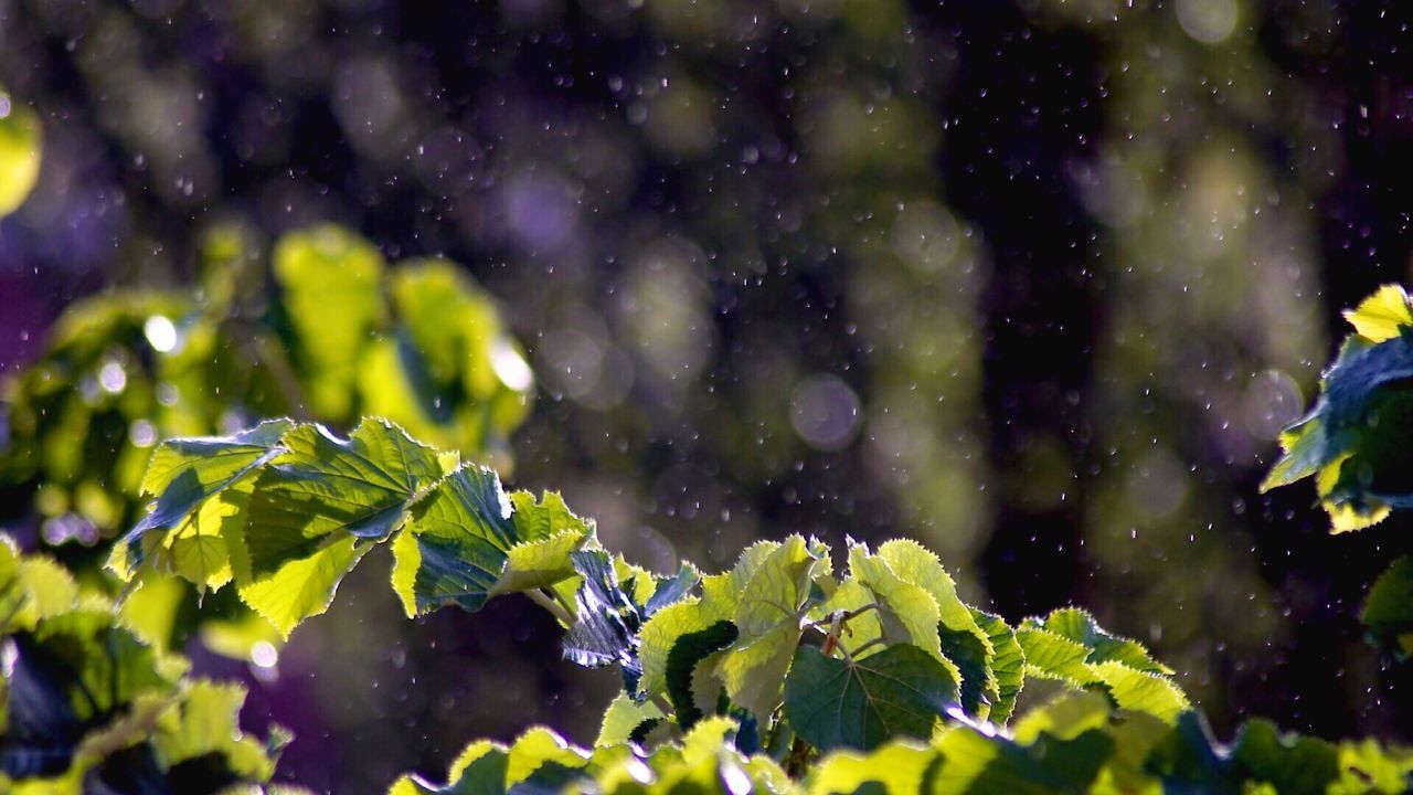 Close-up of fresh green plants