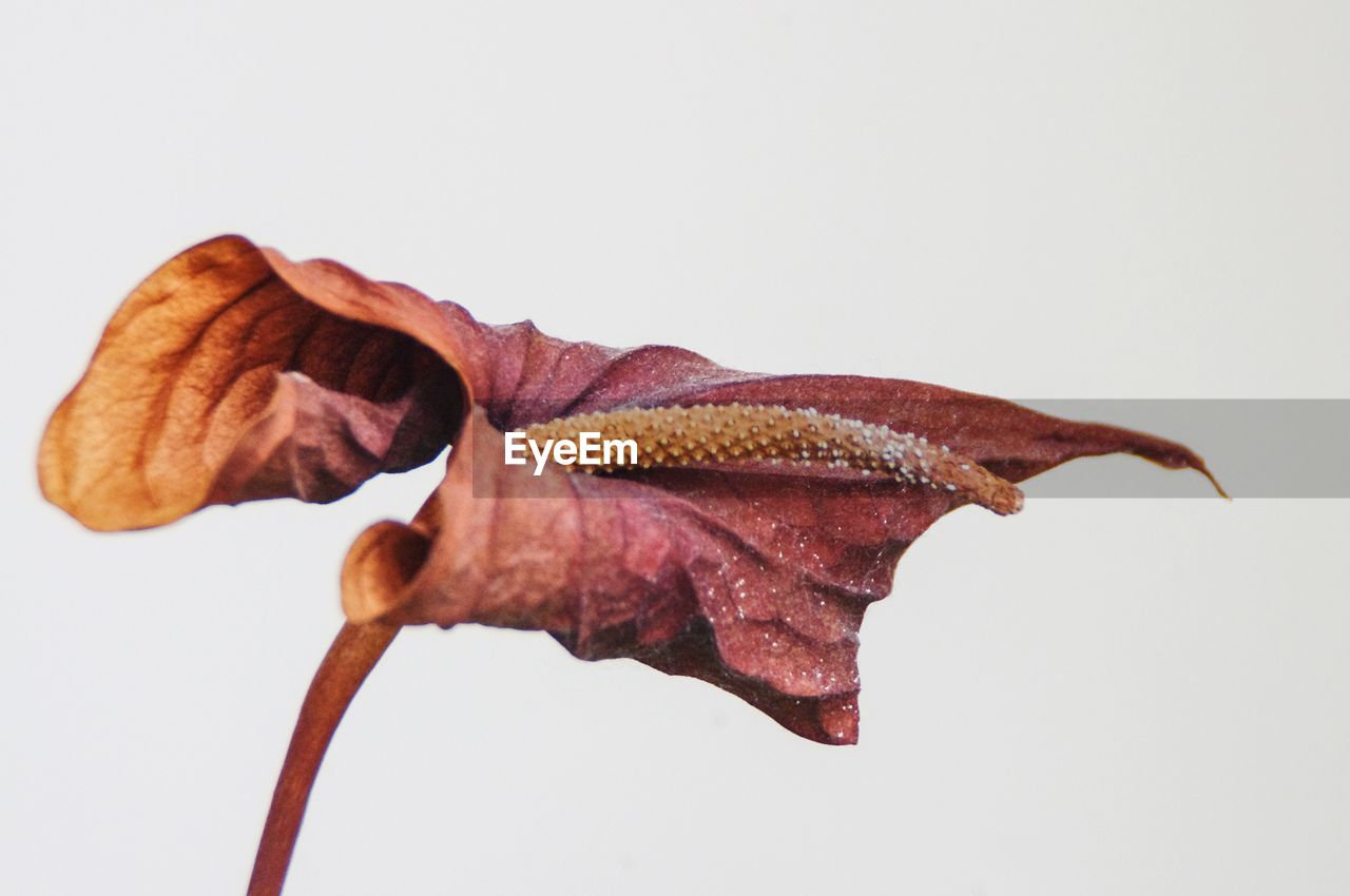 Close-up of dry leaf against white background