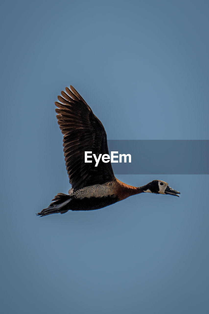 White-faced whistling-duck flies with both wings raised