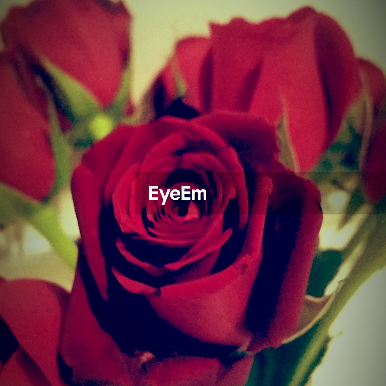 CLOSE-UP OF ROSES BLOOMING OUTDOORS