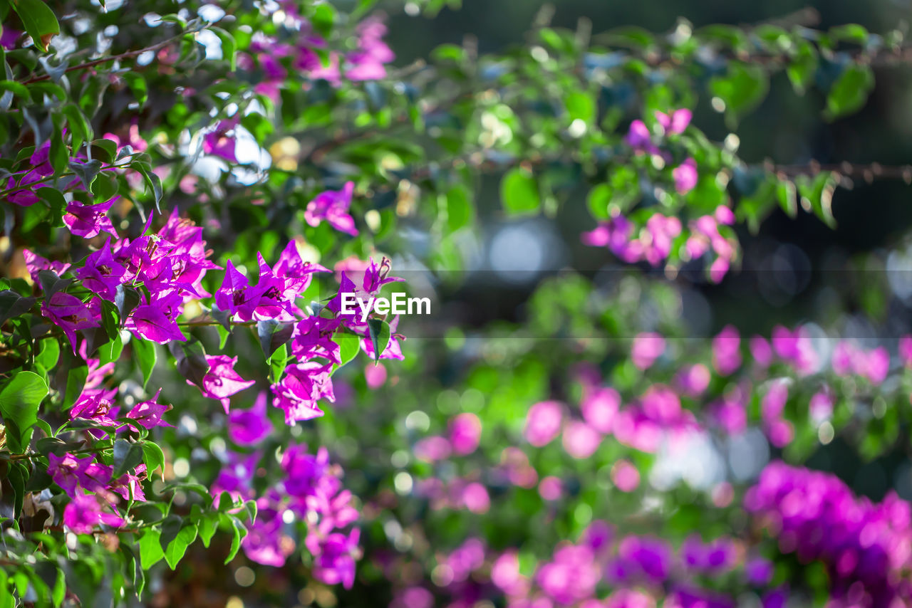 CLOSE-UP OF PINK FLOWERS