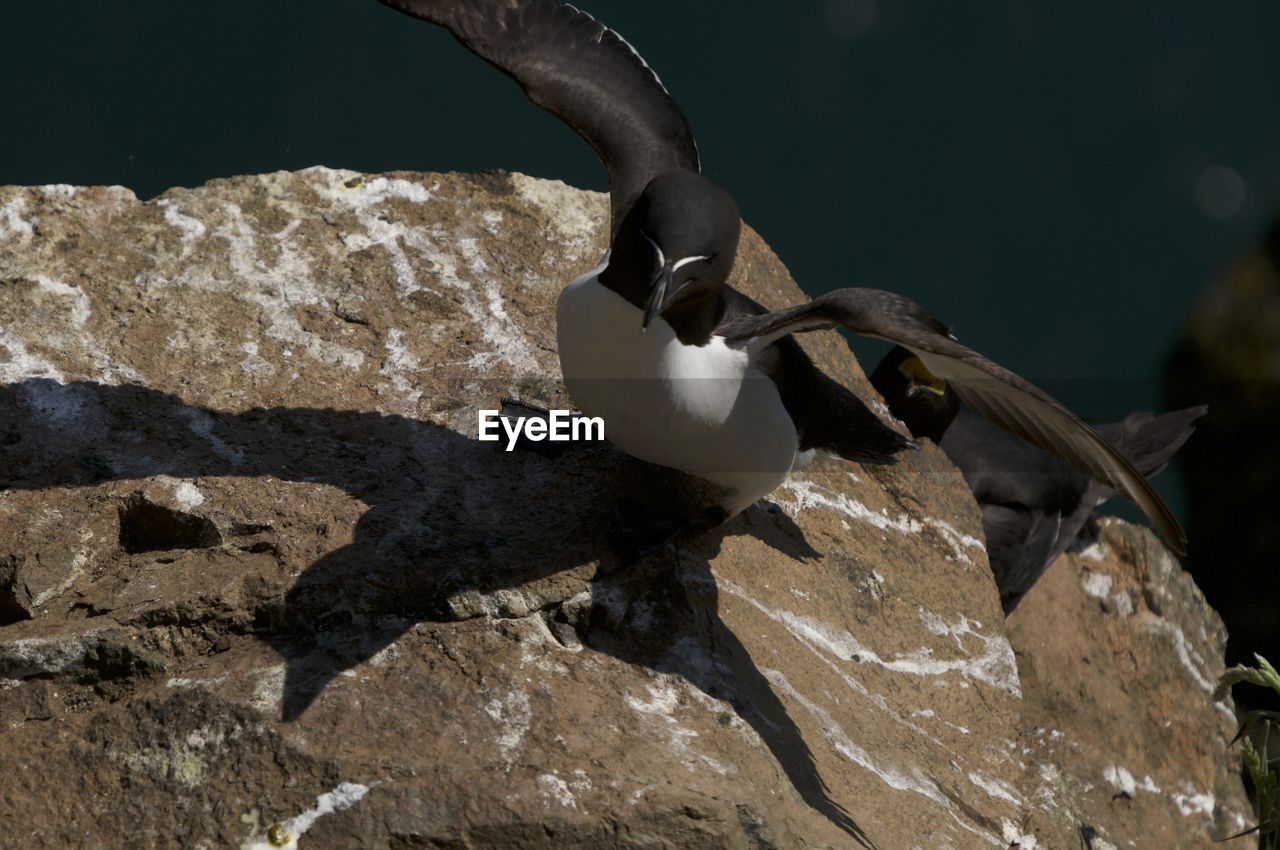 BIRDS PERCHING ON ROCK