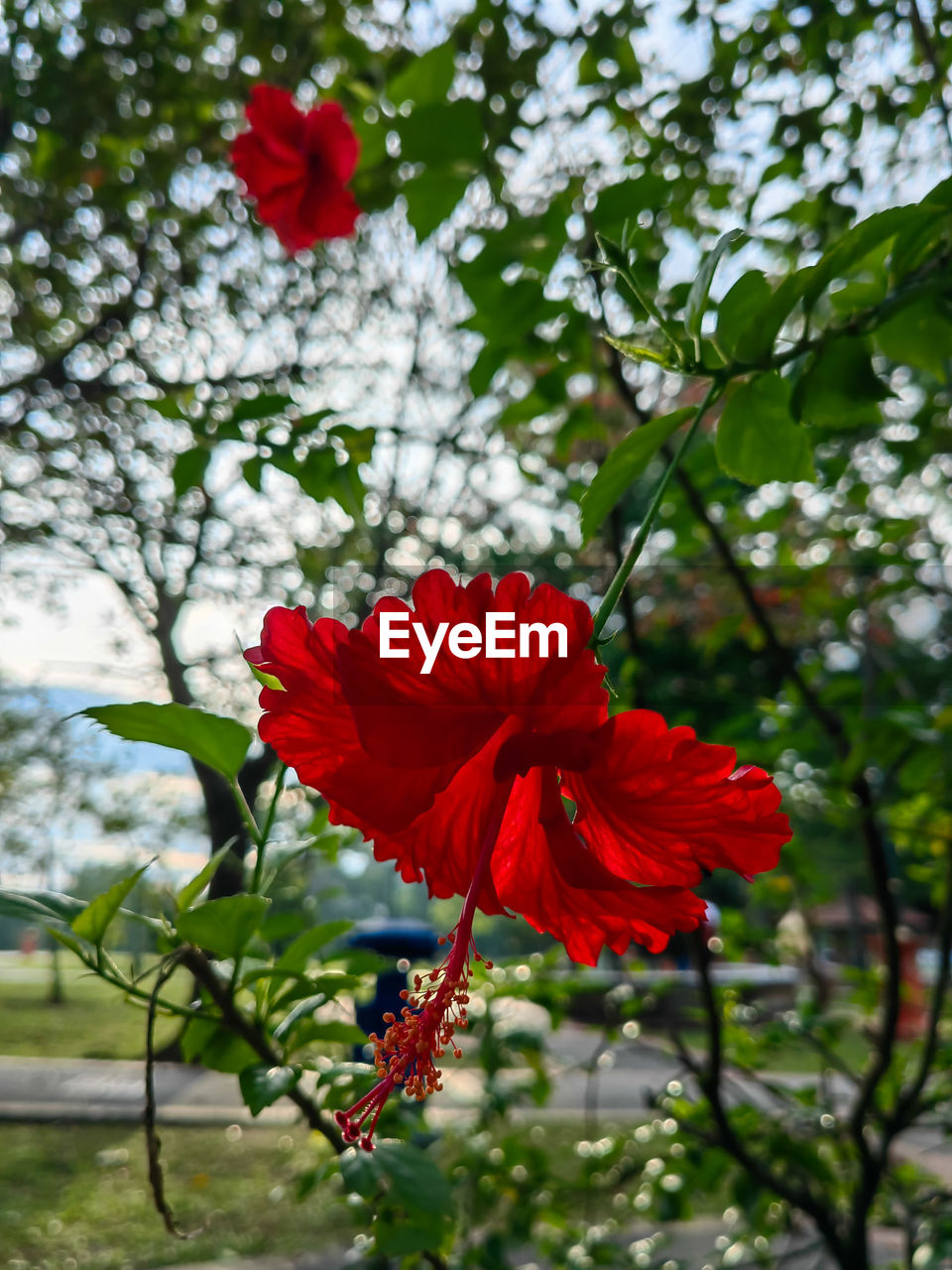 plant, flower, flowering plant, red, beauty in nature, freshness, petal, fragility, nature, flower head, blossom, inflorescence, growth, hibiscus, leaf, close-up, tree, no people, focus on foreground, outdoors, day, botany, springtime