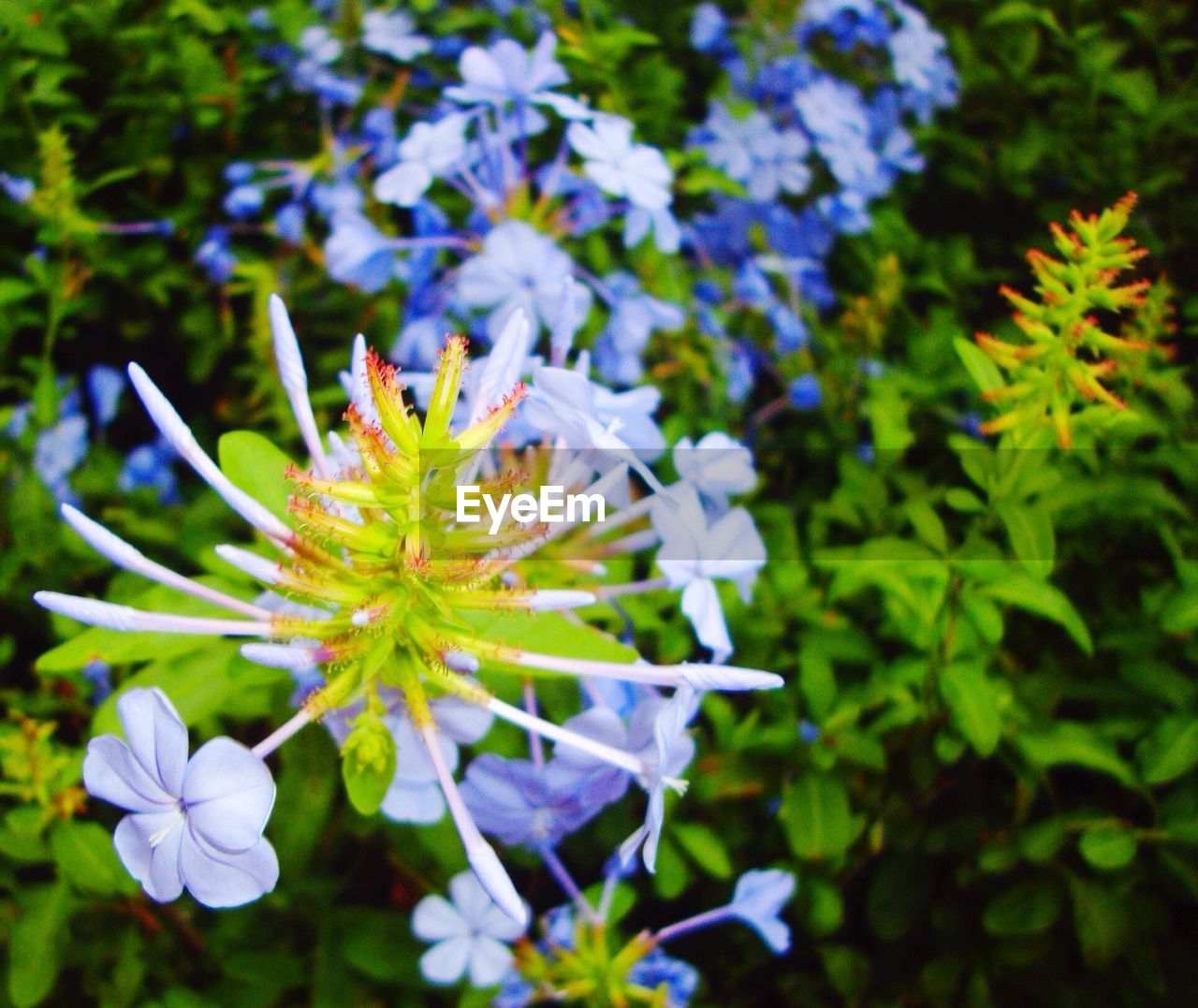 Close-up of flower in bloom