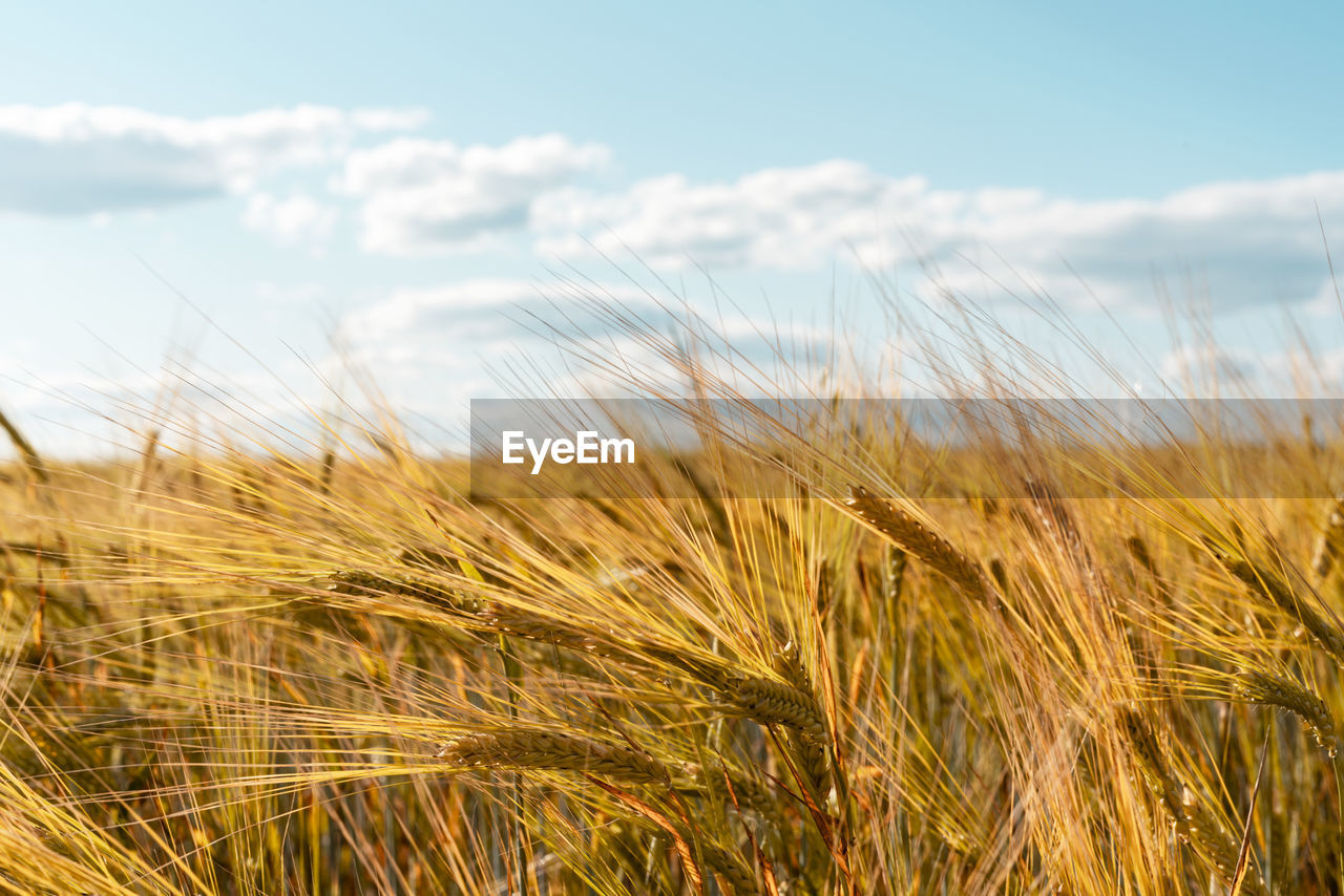 Cereal wheat field in summer harvest natural background copy space spikelets against the blue sky