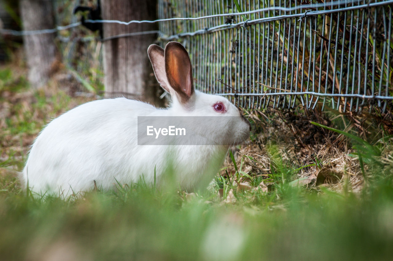 Rabbit on field by fence