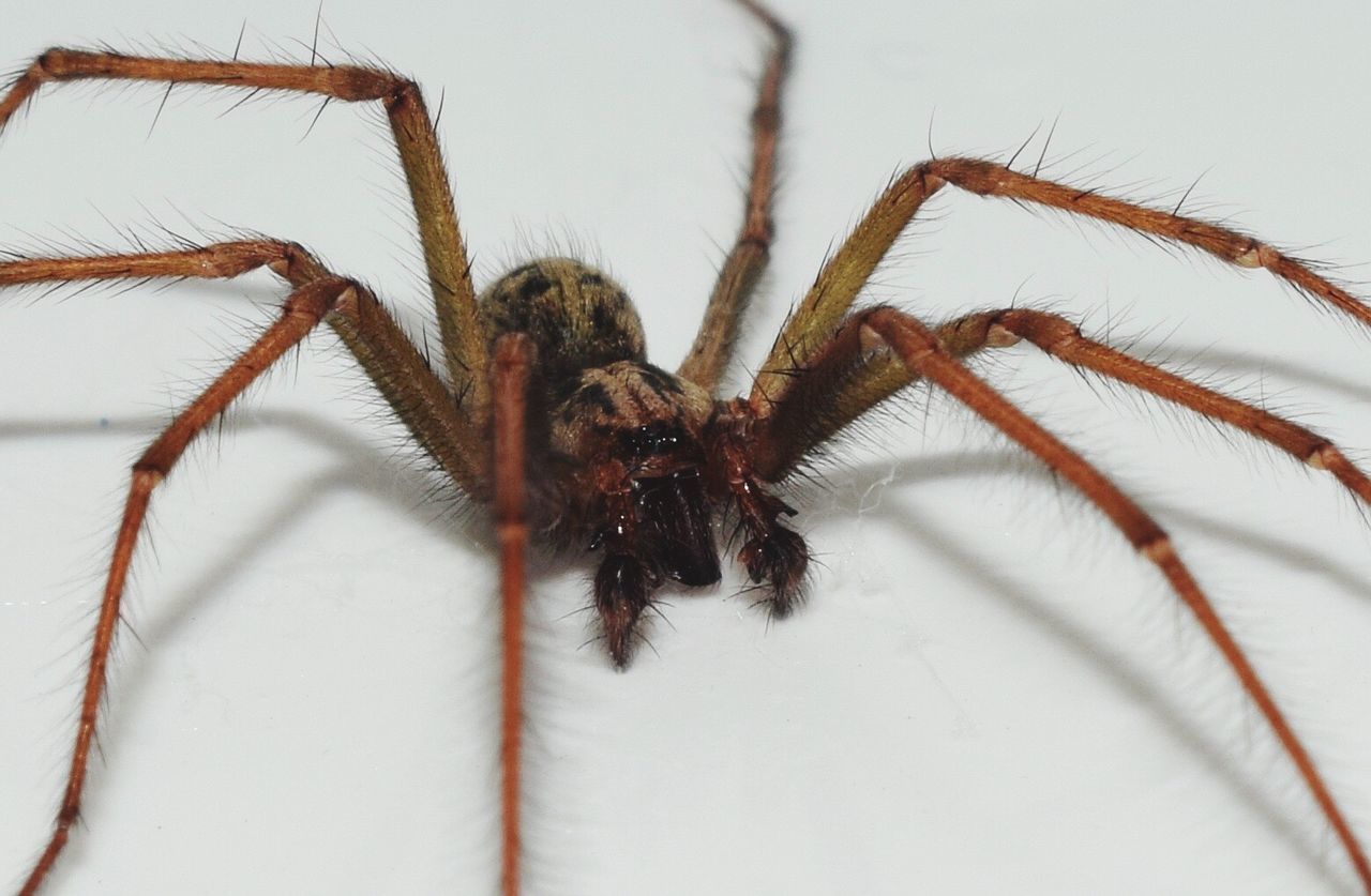 CLOSE-UP OF SPIDER ON WEB